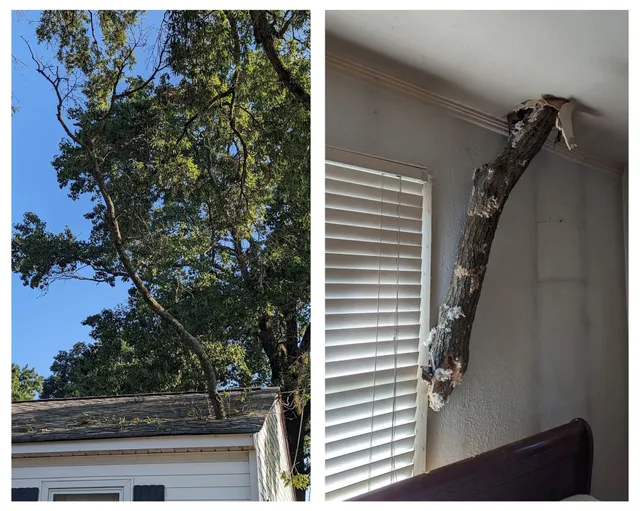 A tree branch is hanging from the ceiling of a house.