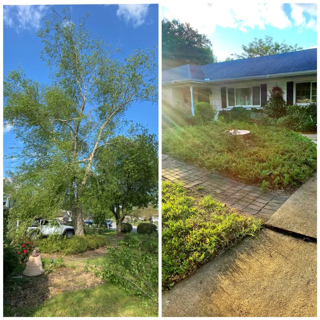 A before and after picture of a tree being removed from a house.