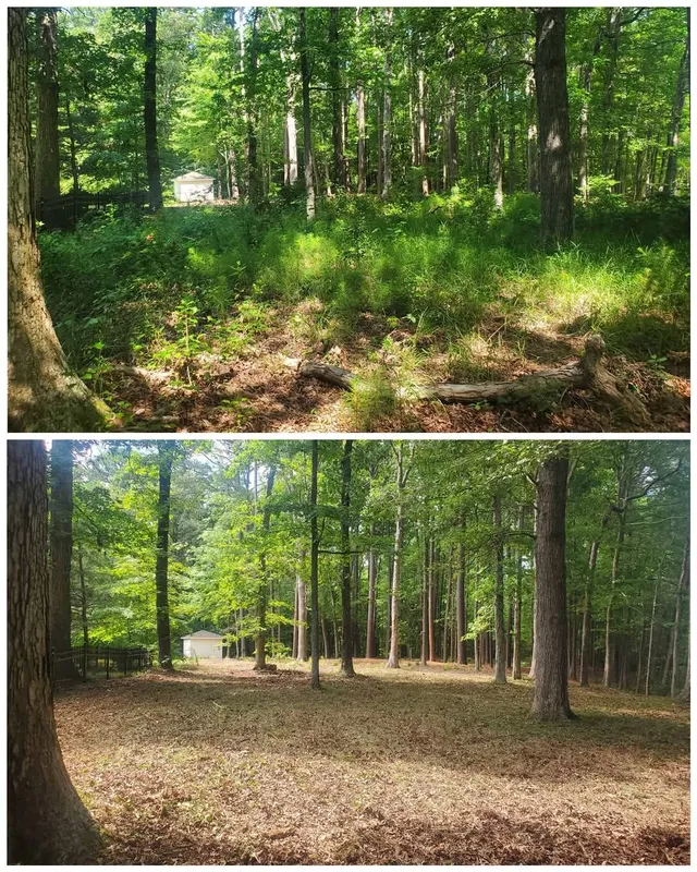 A before and after picture of a forest with trees and leaves on the ground.