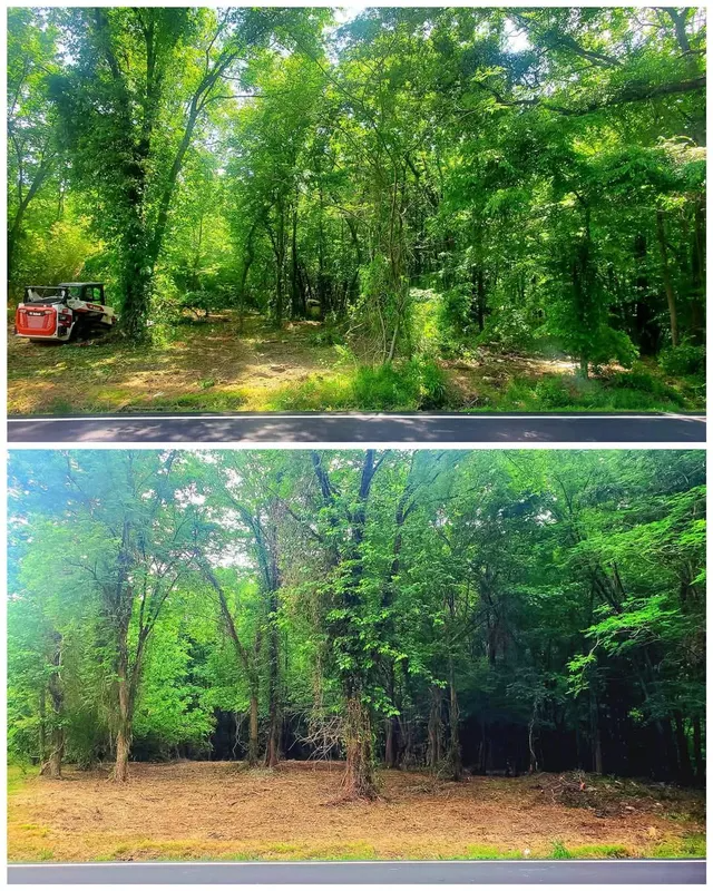 There is a before and after picture of a forest.
