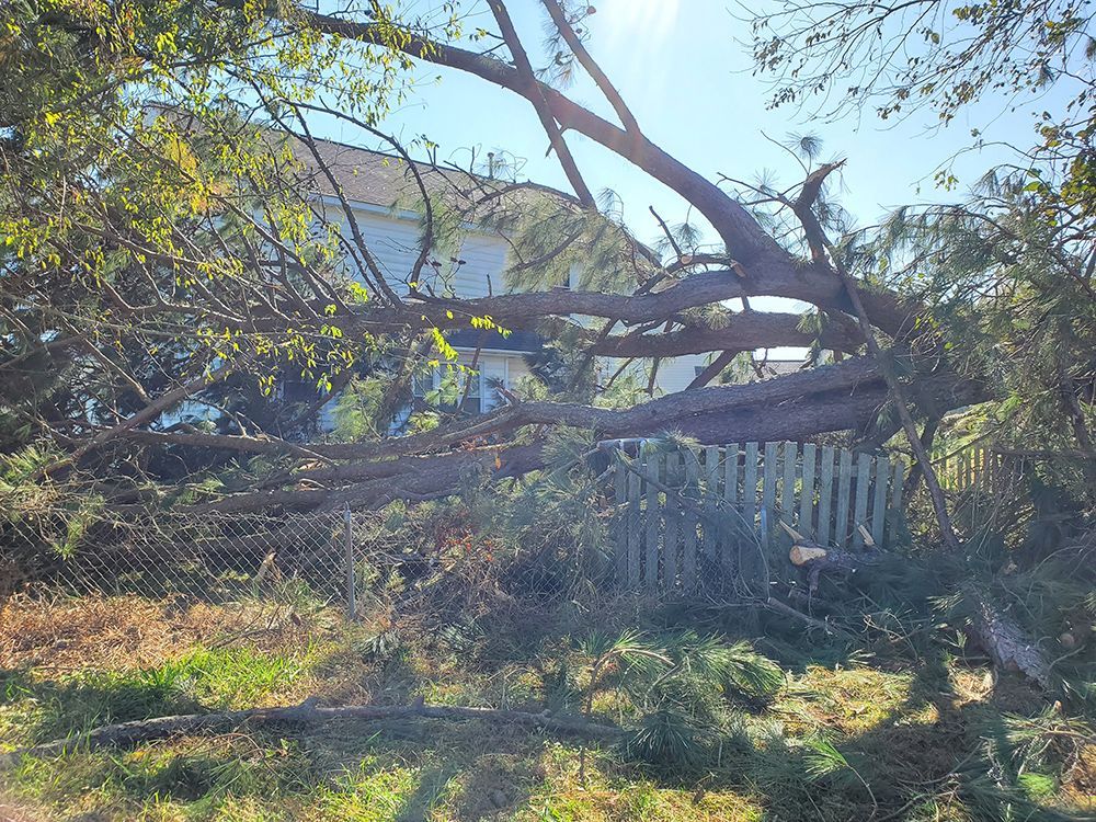 A fallen tree in a yard with a house in the background.