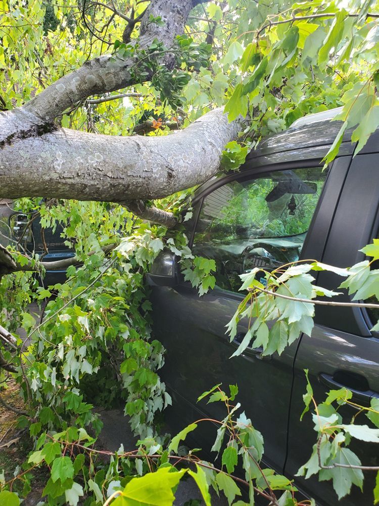 A car is sitting under a tree that has fallen on it.