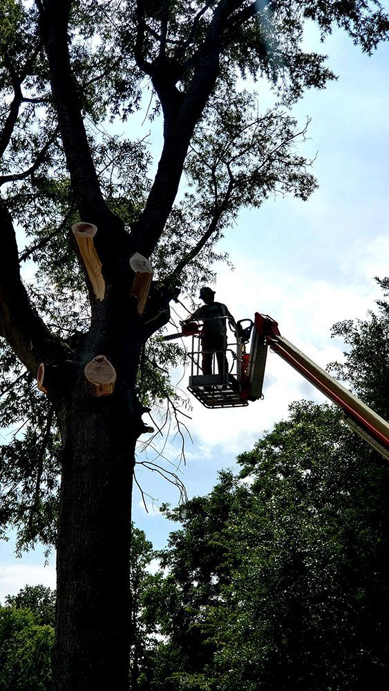 A man is cutting a tree with a crane.