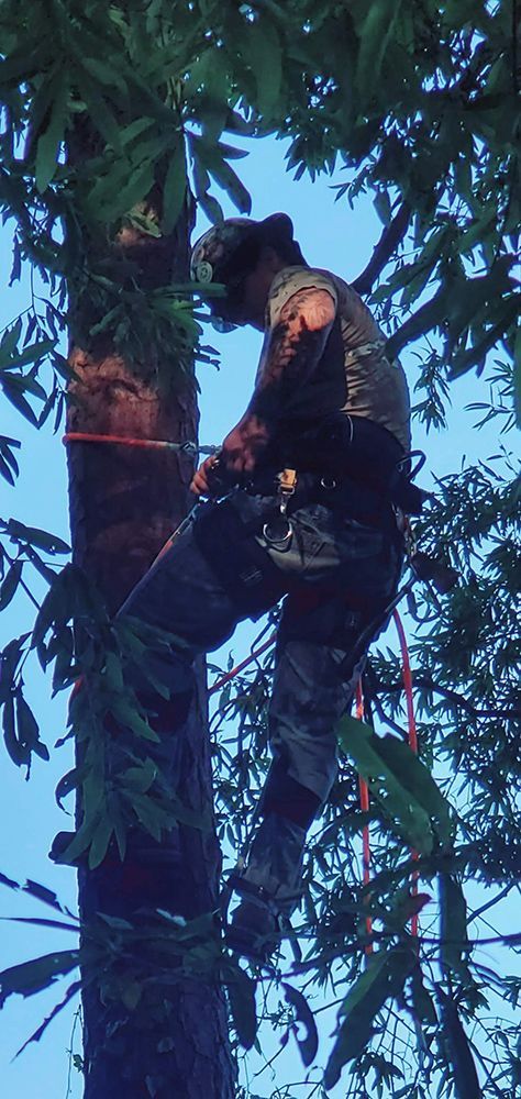 A man is climbing a tree with a harness on.