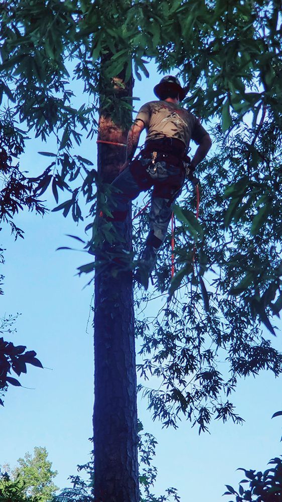 A man in a hat is climbing up a tree