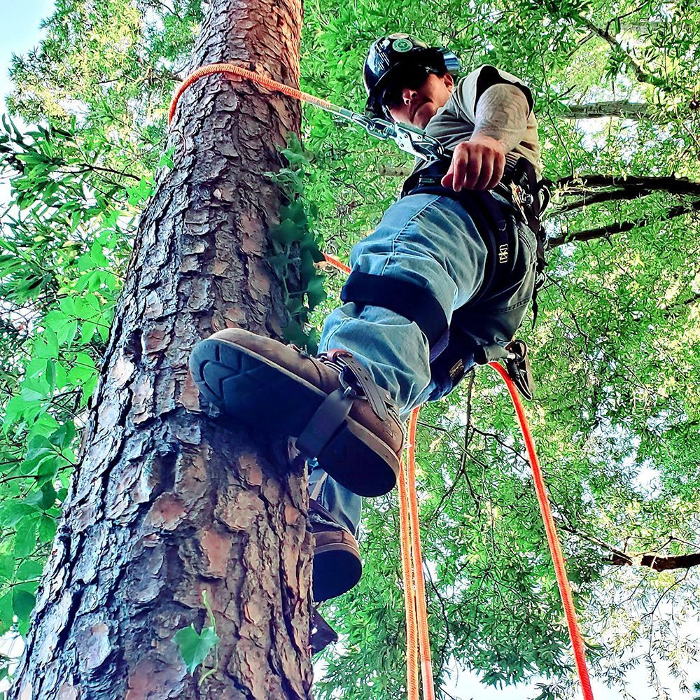 A man is climbing a tree with a harness on.