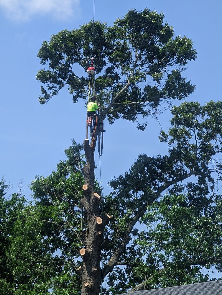 A man is climbing a tree with a crane attached to it.