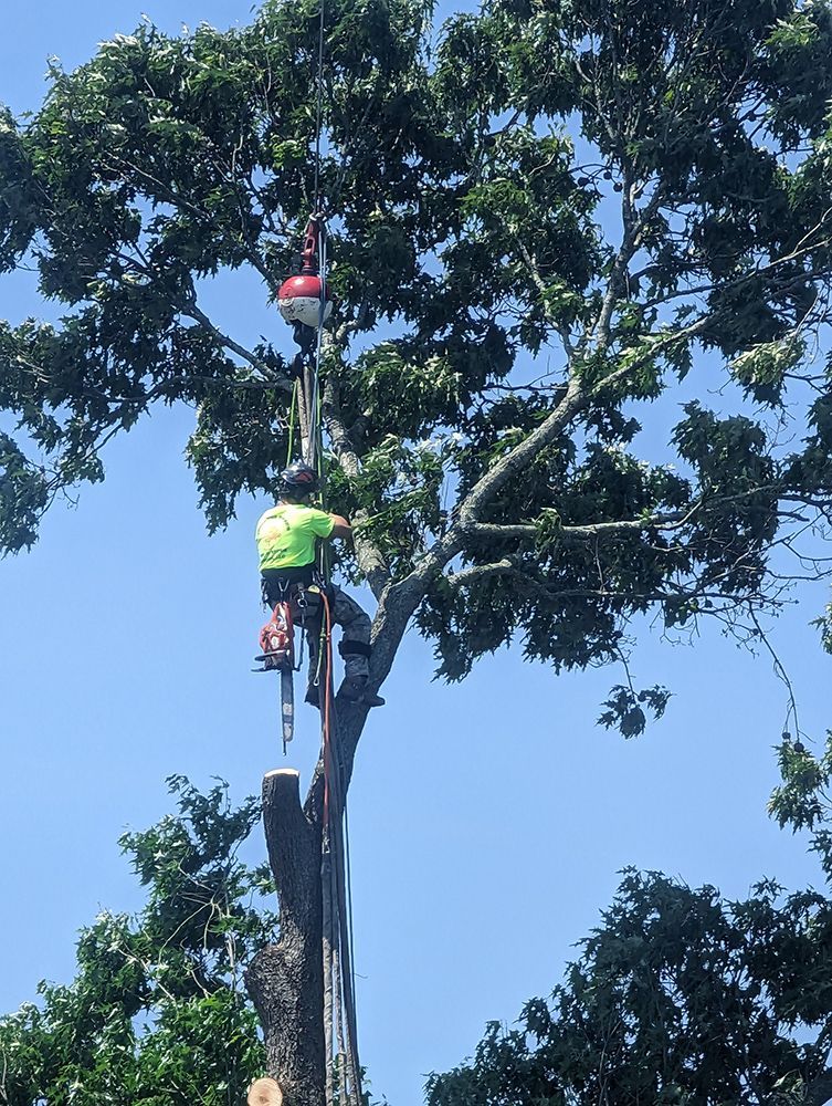 A man is cutting down a tree with a chainsaw.