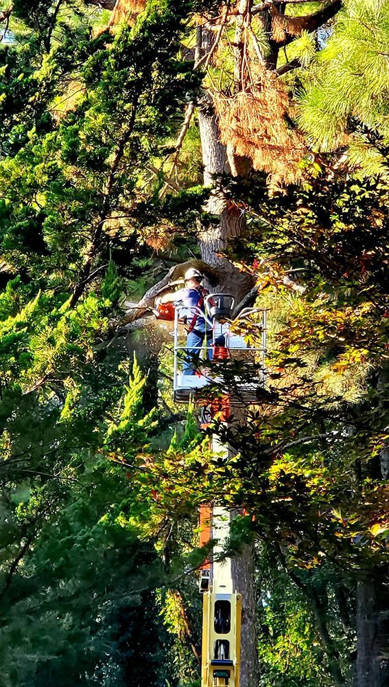 A man is cutting a tree with a crane in the woods.