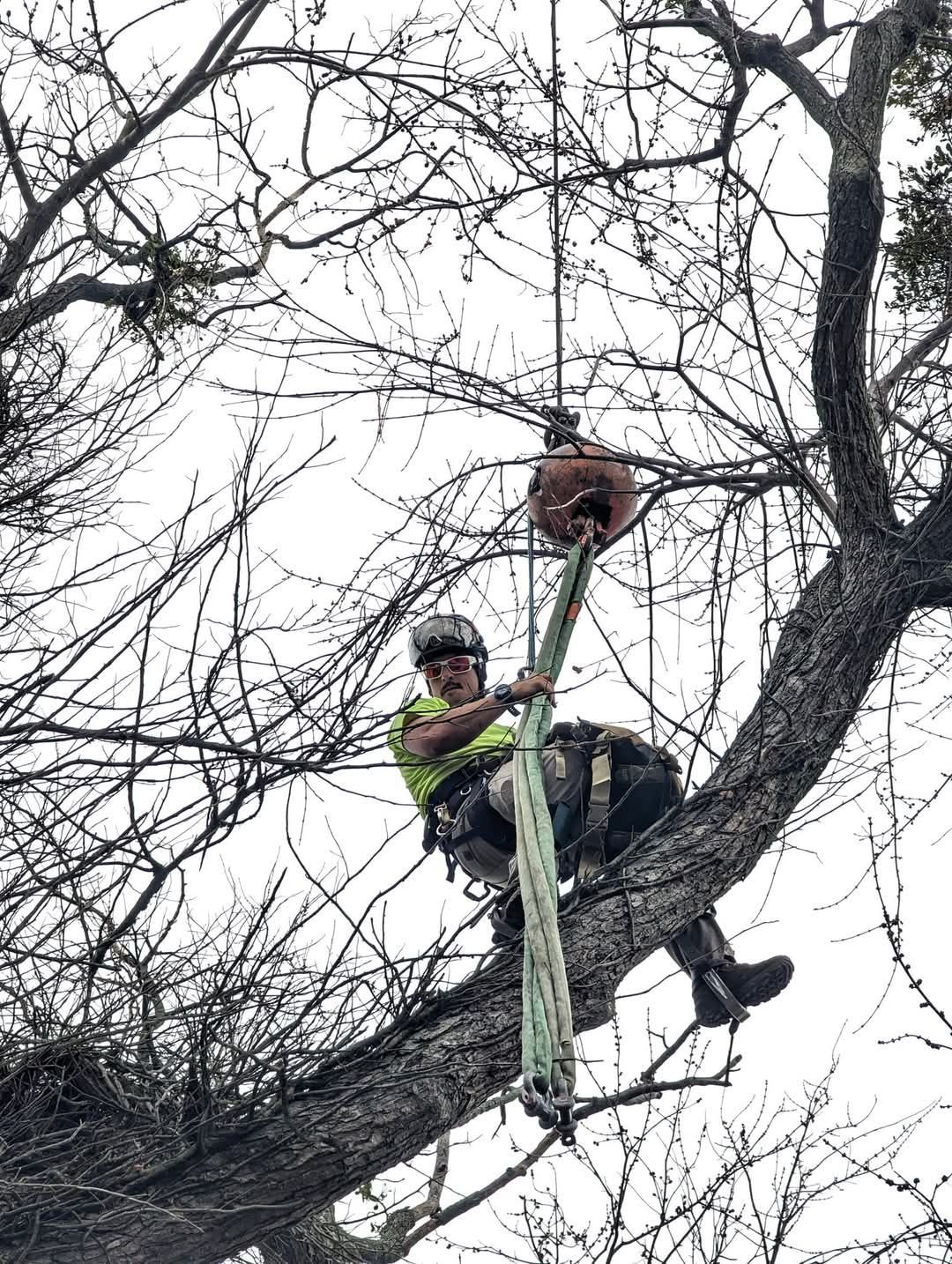 A man is climbing a tree with a rope.