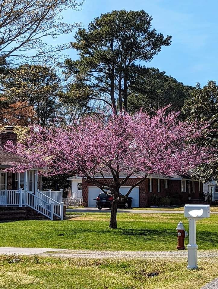 A cherry blossom tree with pink flowers is in front of a house.