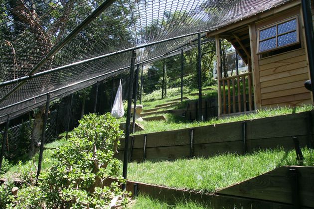 Green hillside garden with netted fencing and a small wooden shed in the background