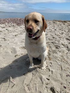 A dog is sitting on a sandy beach near the ocean.