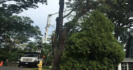 Learn more about tree services Tree bucket truck service