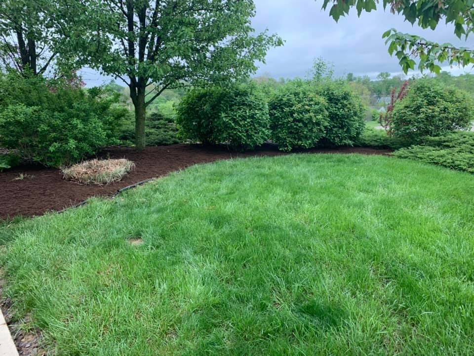 A lush green lawn with trees and bushes in the background.