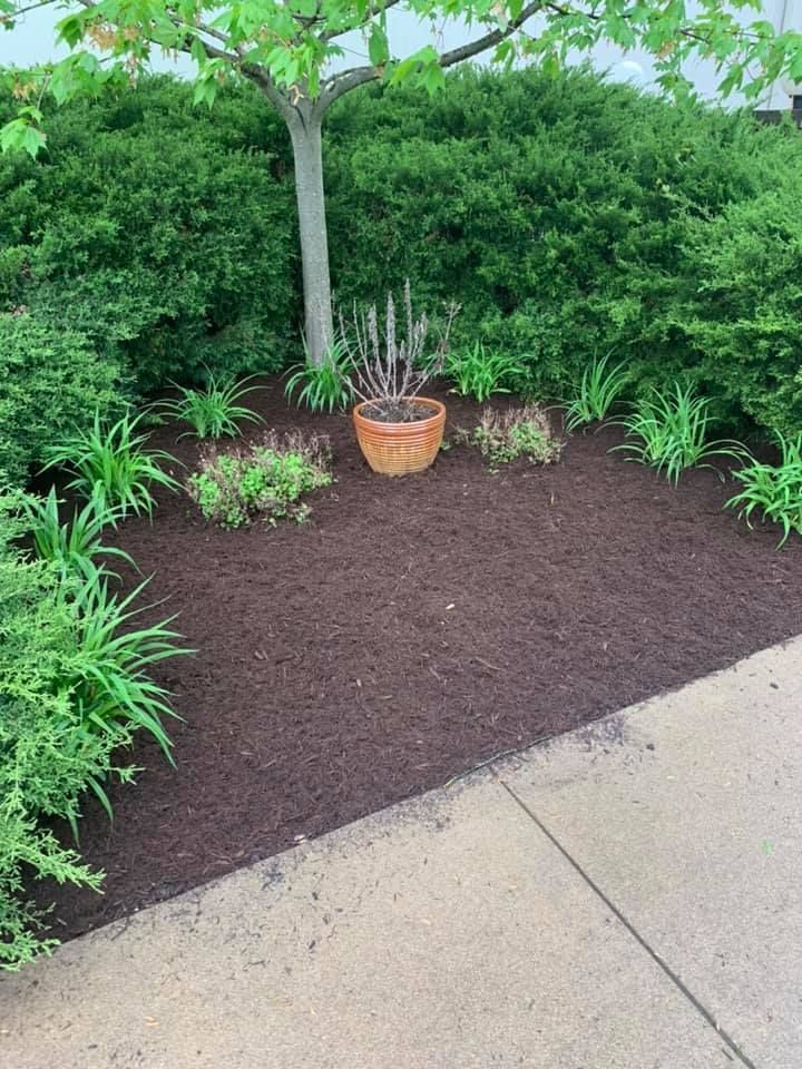 A potted plant is sitting on top of a pile of mulch next to a tree.
