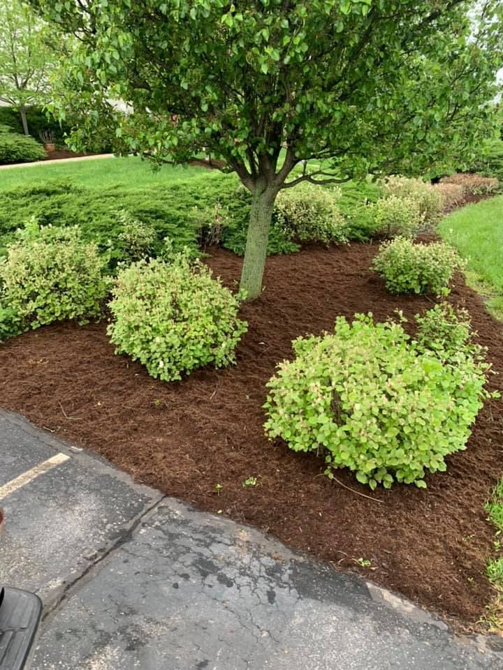 A tree is surrounded by mulch and shrubs in a park.