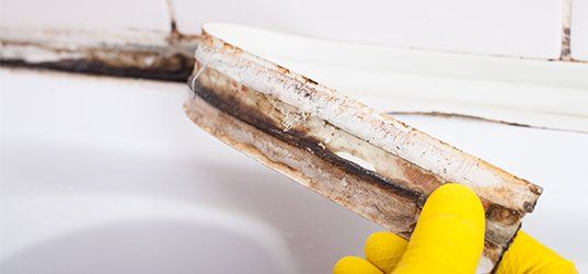 Mold inspection
