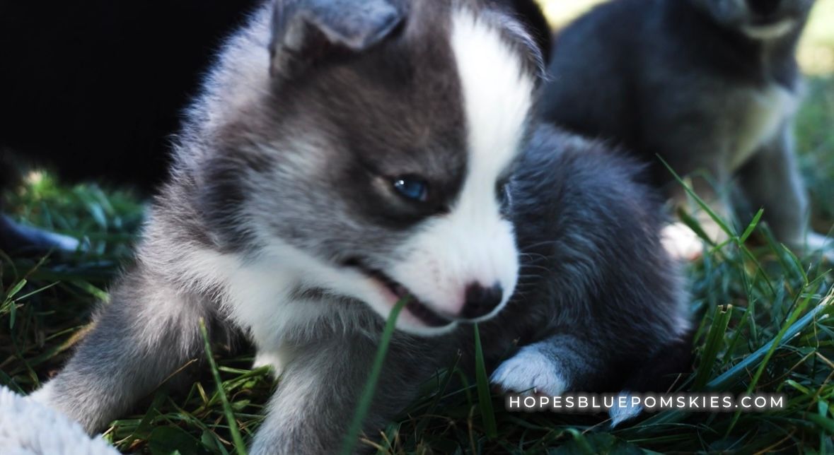 Blue-eyed husky puppy in grass, chewing on blades, with a white-striped head and a white chest.