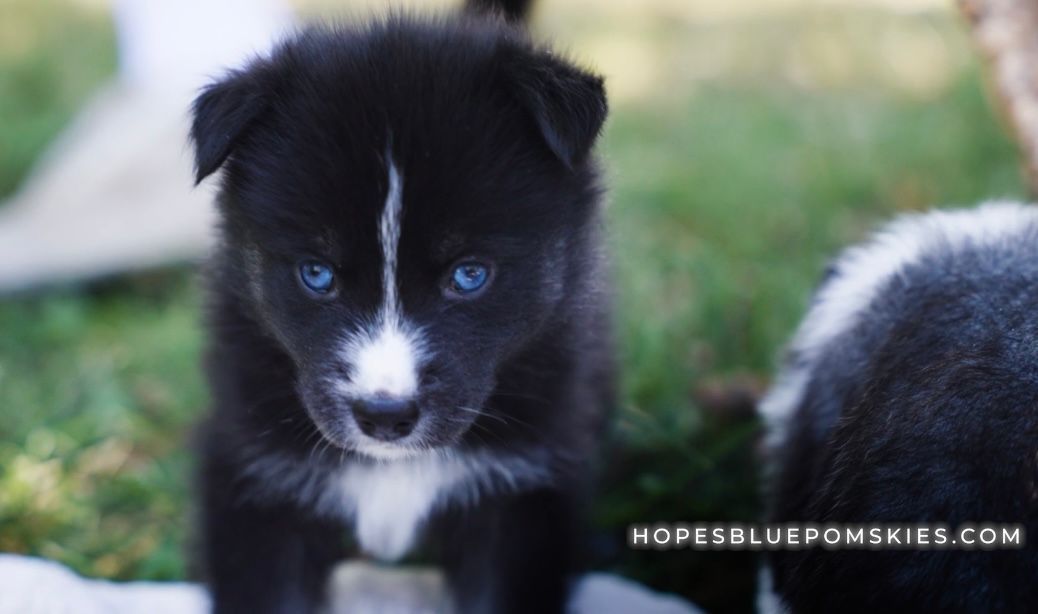 Black puppy with bright blue eyes and a white stripe.