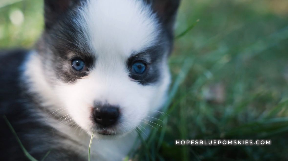 Blue-eyed puppy with white and gray markings in grass, looking directly at the viewer.
