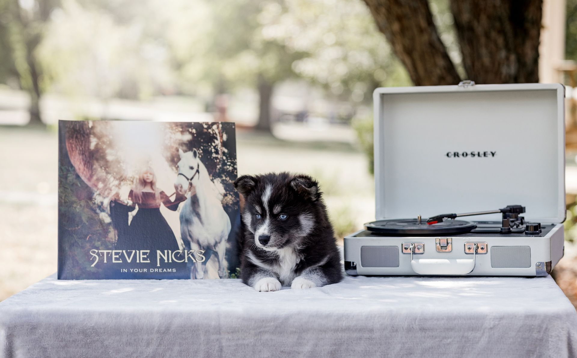 Puppy with a vinyl record and record player on a table outdoors.