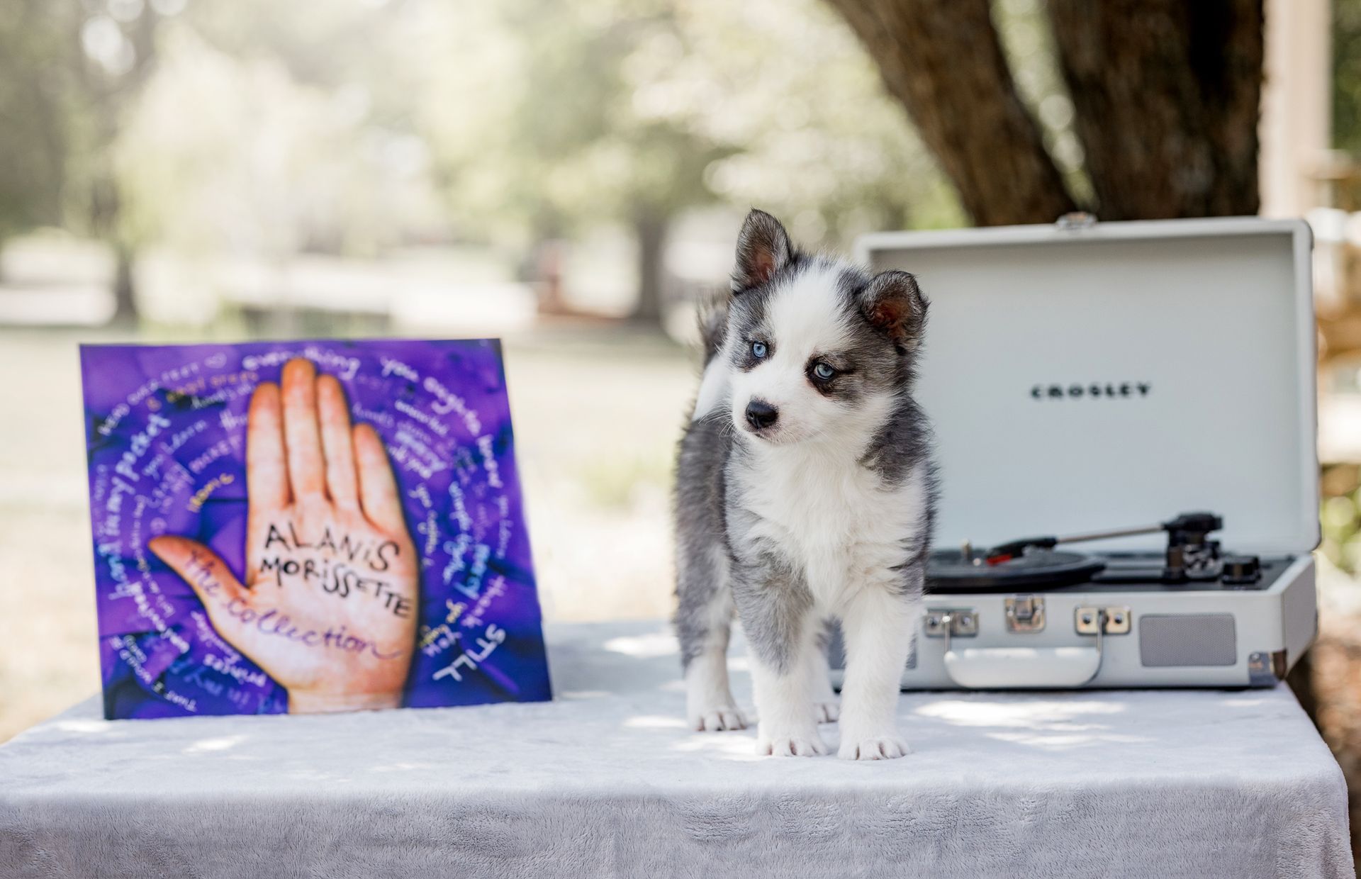 Fluffy puppy stands on table by a record player and painting with hand design.