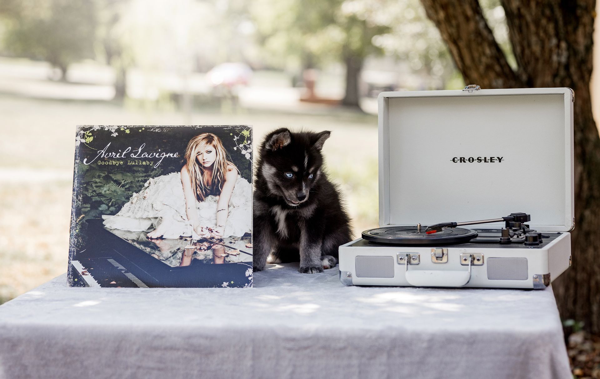 Puppy sits between record and white record player on a table outdoors.