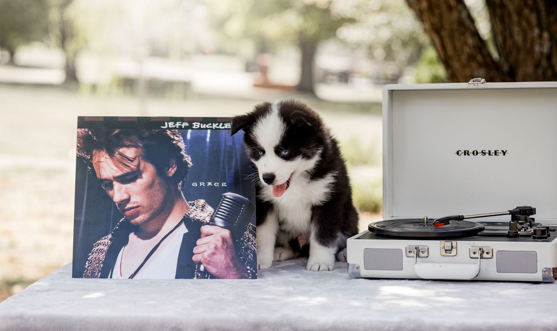 Puppy sits by a Jeff Buckley album and record player, outdoors on a table.