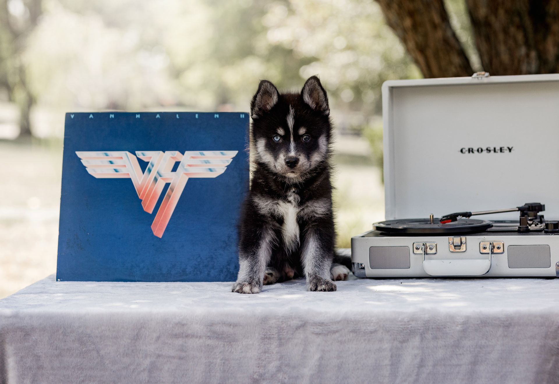Puppy sits between a Van Halen album and record player on a table outdoors.