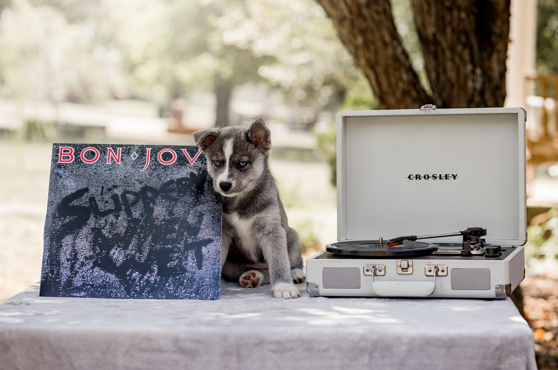 Puppy with a vinyl record and a Crosley record player on a table outdoors.