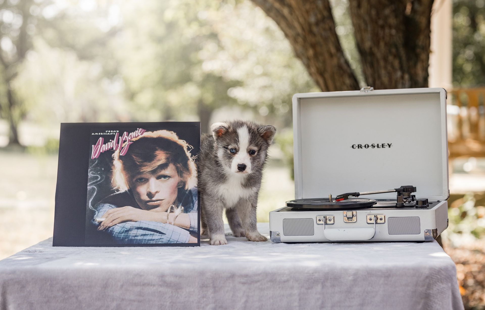 Puppy stands by a record player and album outdoors. Puppy is gray and white. Table is covered with a gray cloth.