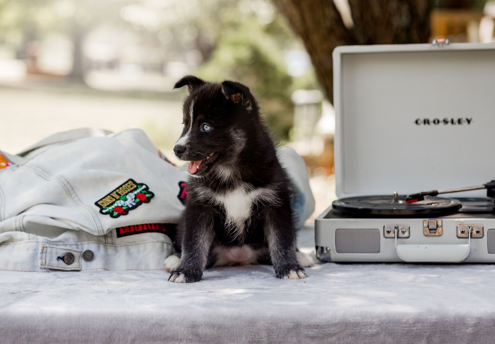 Black and white puppy with blue eyes sitting near a record player and a denim jacket, outdoors.