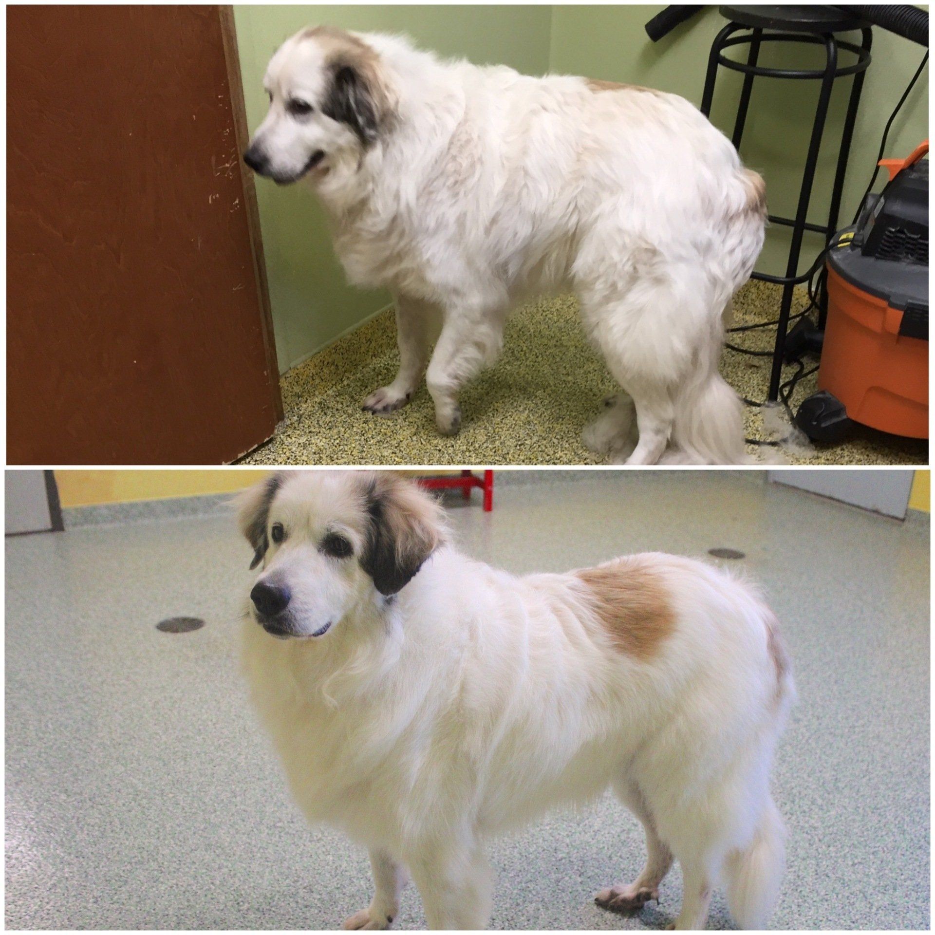 Pet Grooming Dog and Cat Groomers Irving, TX