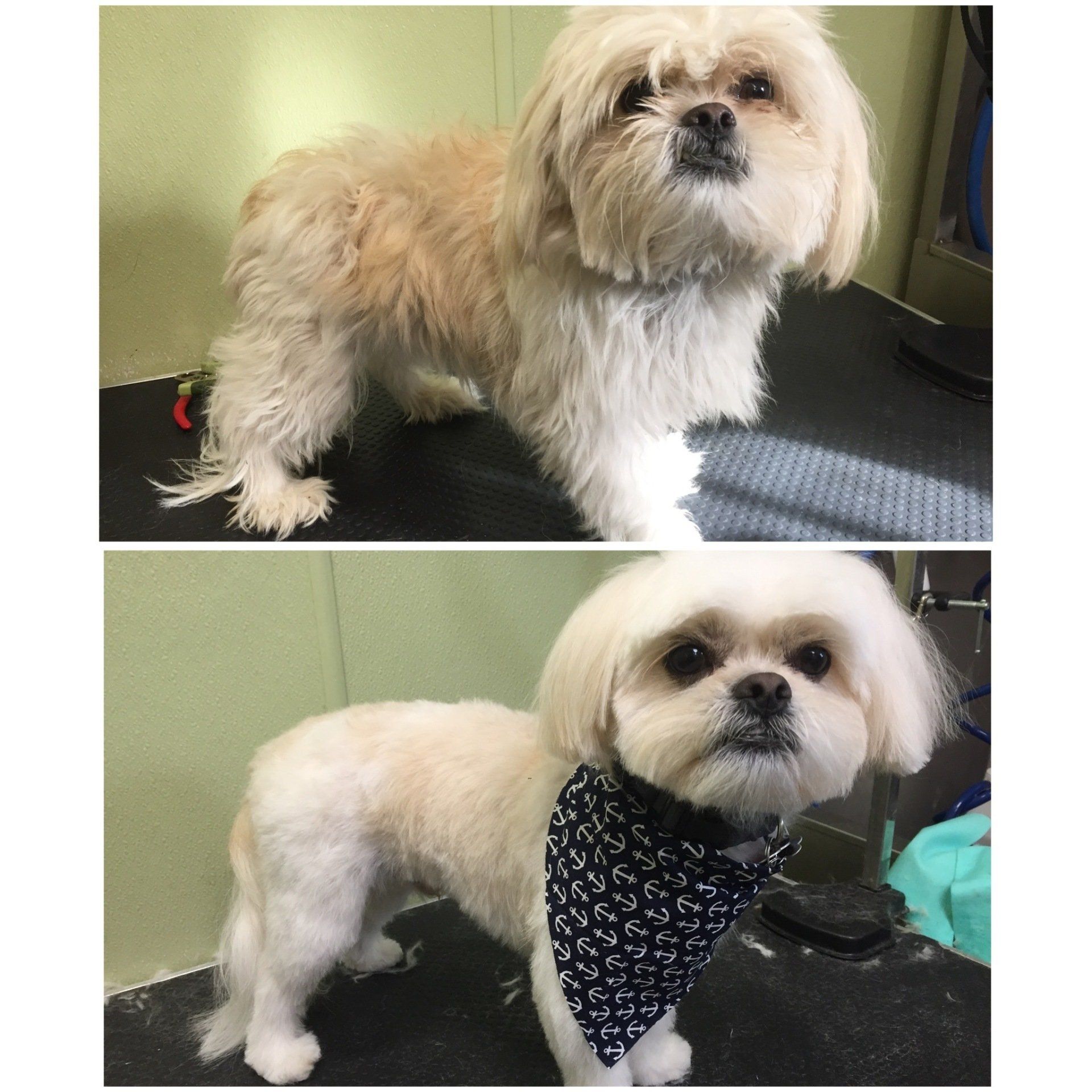 Pet Grooming Dog and Cat Groomers Irving, TX