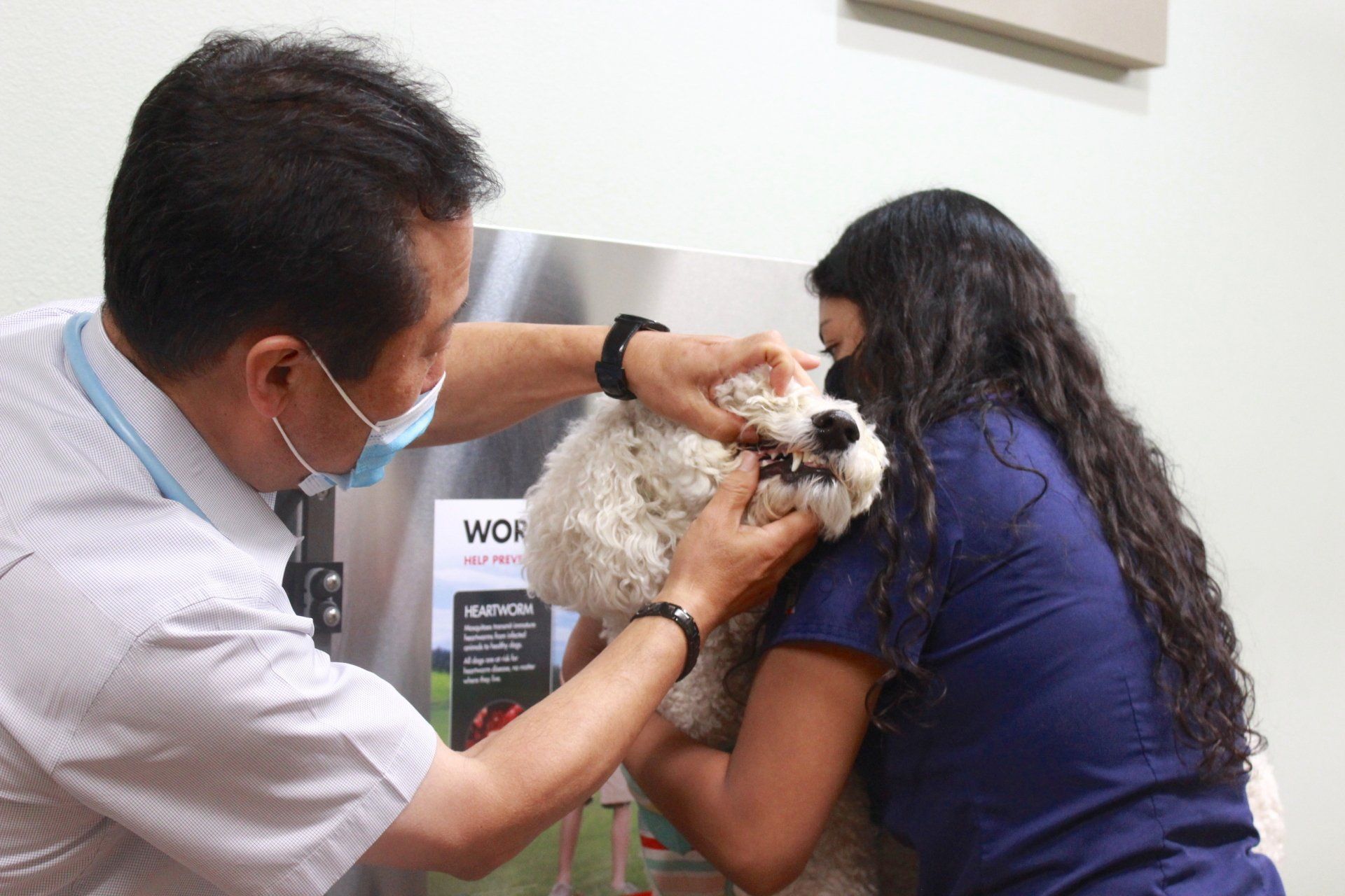 Veterinarian Services
