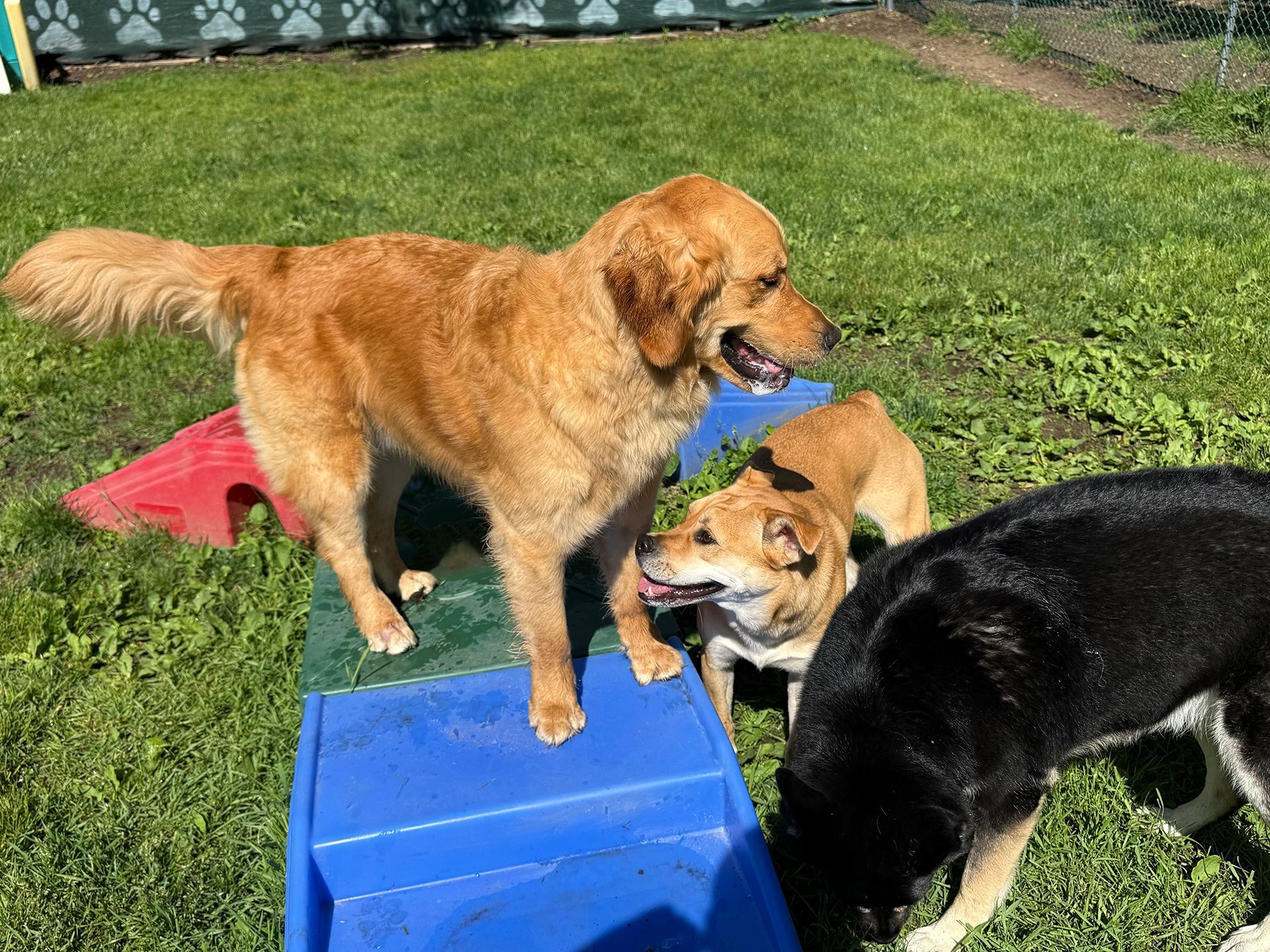 Three dogs on a lawn, one standing on a blue ramp with a blue toy in its mouth