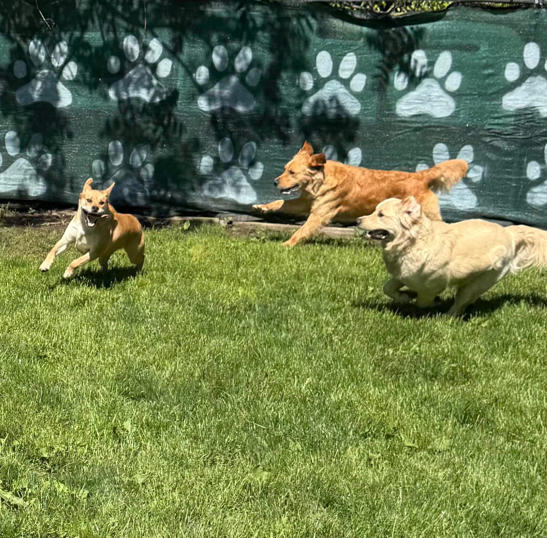 Three dogs running on grass in front of a fence with paw-print decorations
