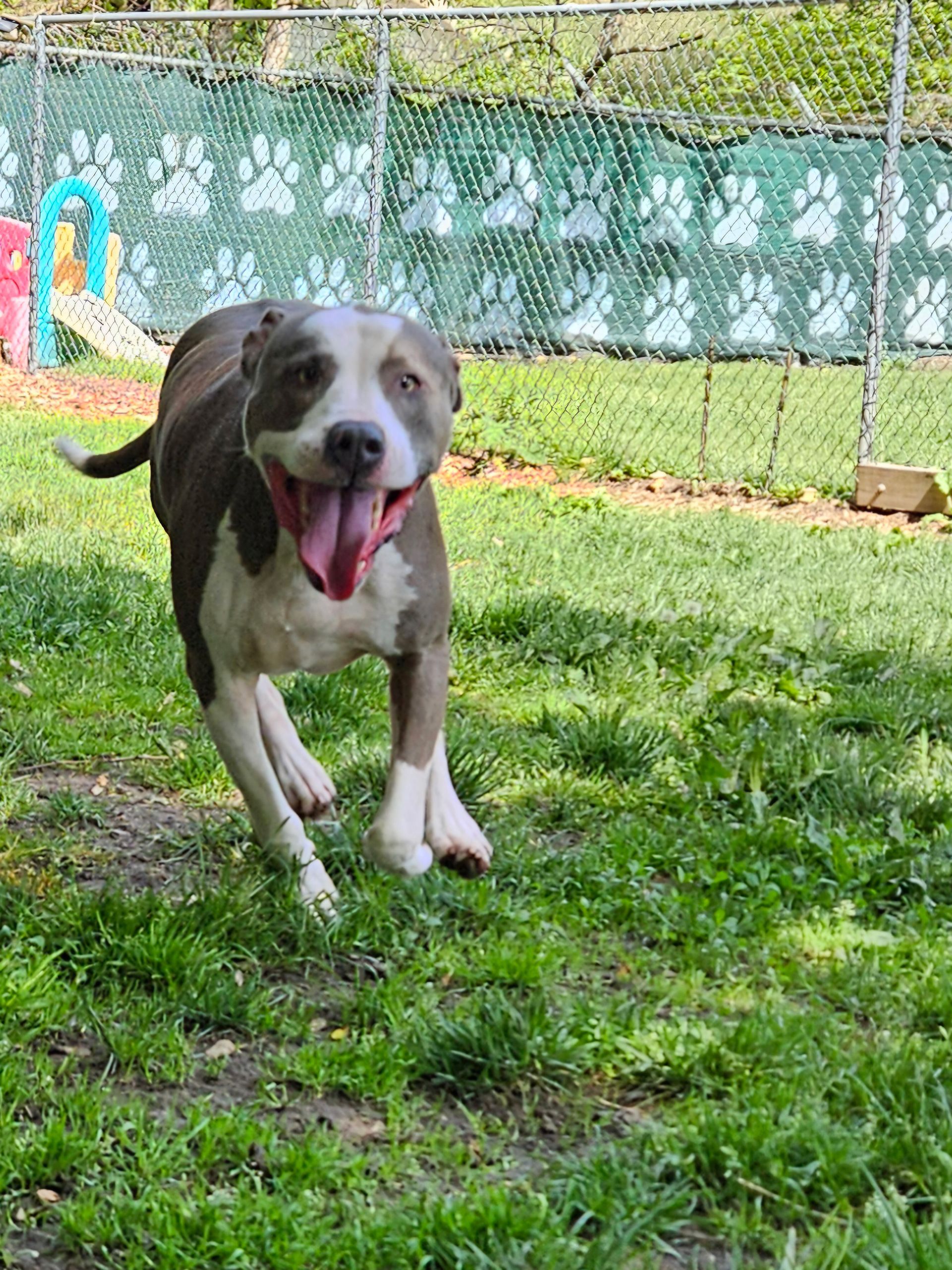 Brown-and-white dog running on grass, tongue out, in a fenced backyard