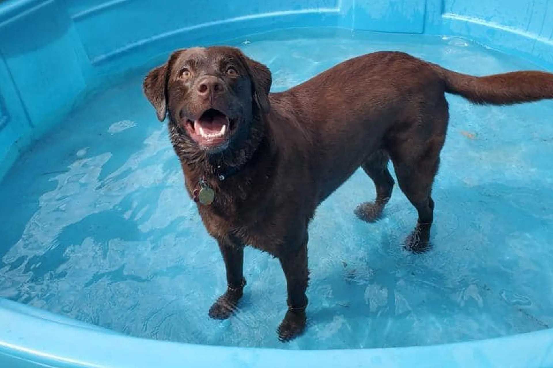 Brown Labrador dog standing in a small, blue plastic pool, panting with a happy expression.