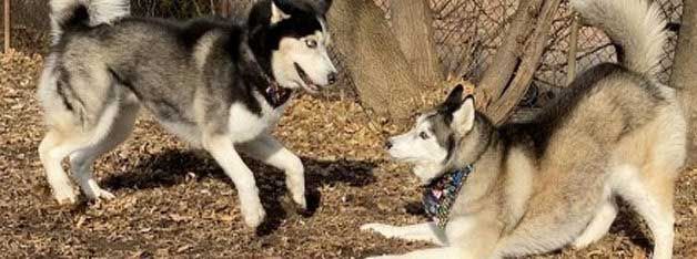 Two Siberian Huskies play in a brown, wooded area. One stands, the other crouches.