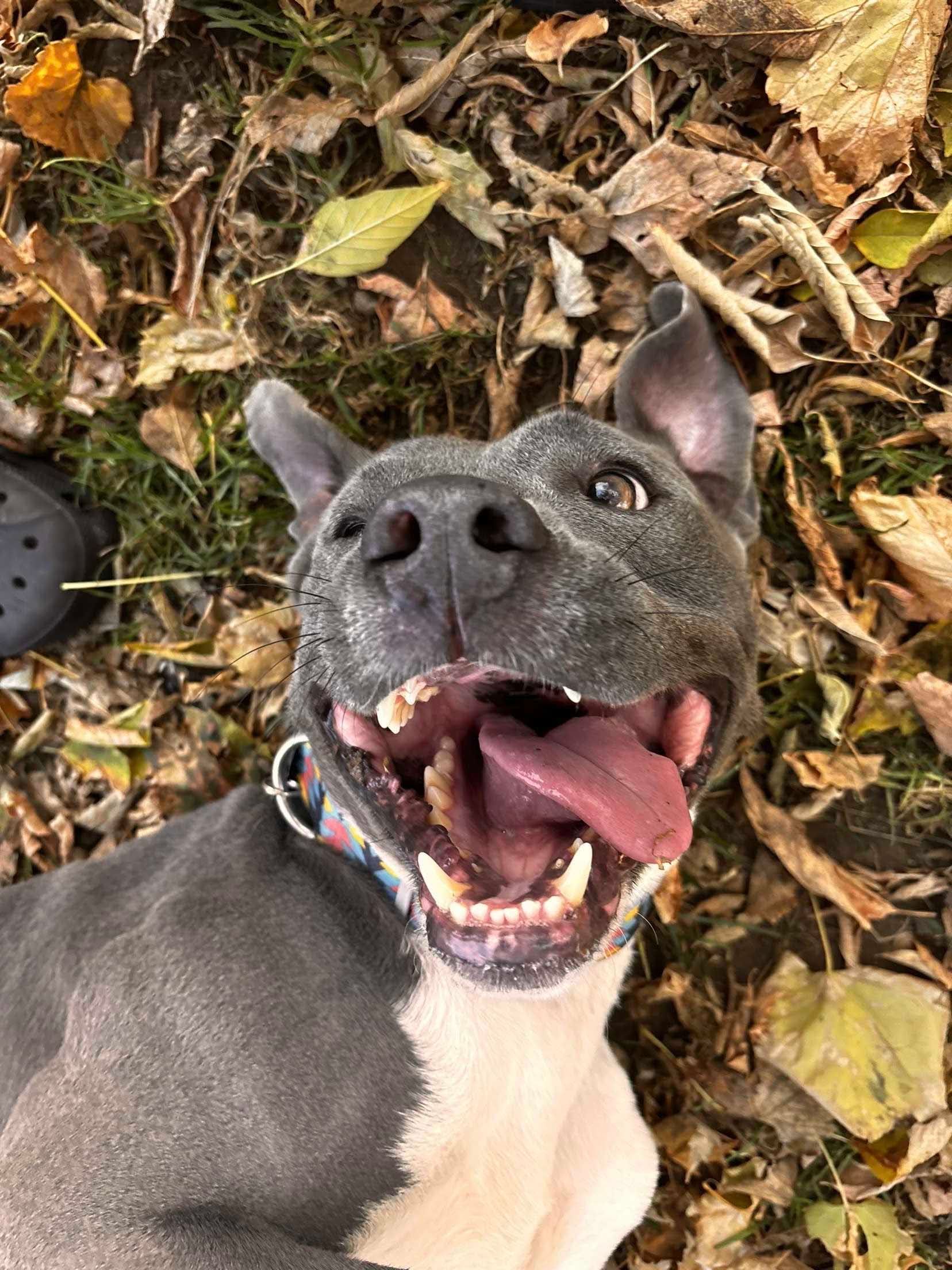 Happy gray dog with open mouth, tongue out, lying in leaves.