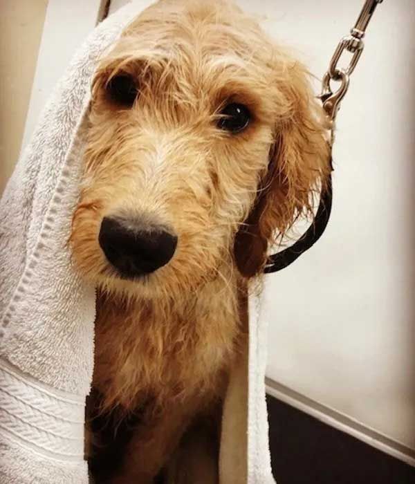Wet, golden-brown dog wrapped in a white towel; looking directly at the viewer with a sad expression.