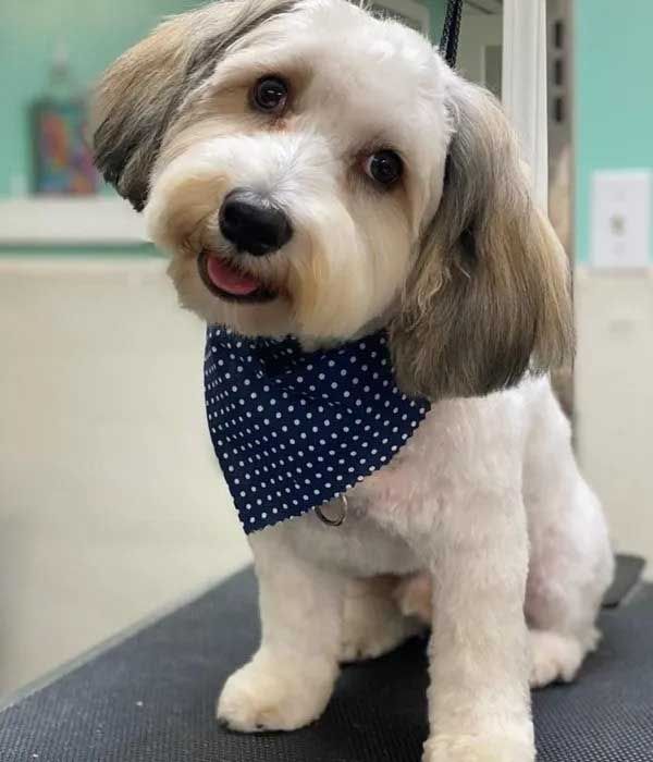 Fluffy white dog with brown ears wearing a blue polka dot bandana, sitting with a happy expression.