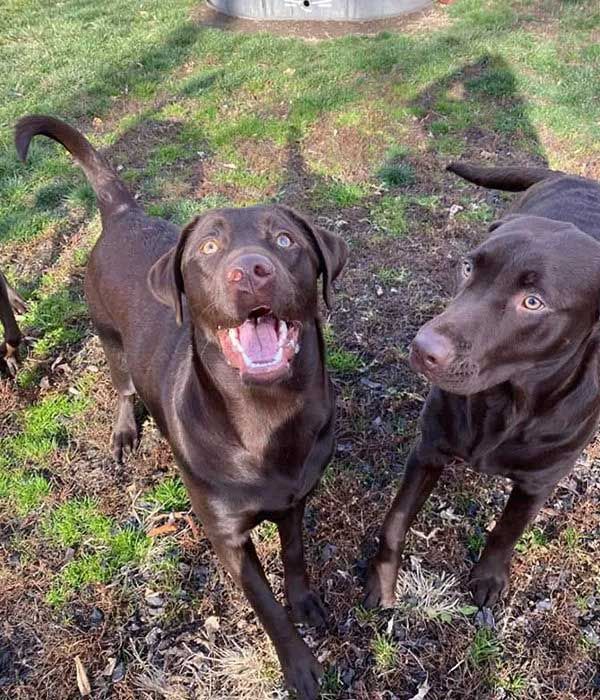 Two chocolate Labrador retrievers in a grassy yard; one smiling, the other looking.
