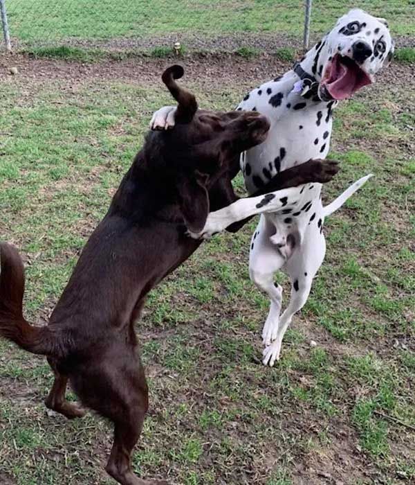 Two dogs playing in a grassy area; a brown dog and a spotted Dalmatian dog stand on hind legs, appearing to wrestle.