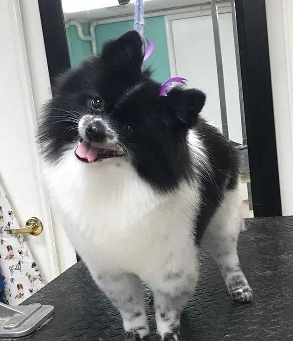 Black and white Pomeranian dog with a purple bow, standing on a grooming table, tongue out.