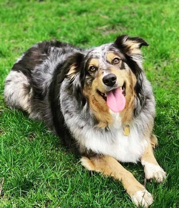 Australian Shepherd dog with blue merle coat lies in grass, panting, and smiling.