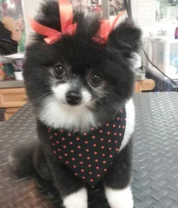 Black and white Pomeranian dog wearing red bow, polka dot bandana, and sitting on a metal table.