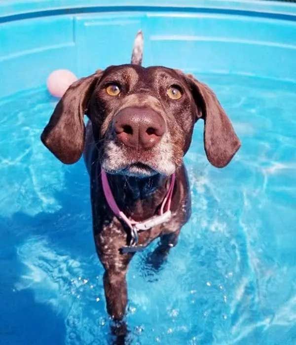 Brown dog with floppy ears in a blue pool, looking up with a pink collar.